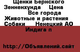 Щенки Бернского Зенненхунда  › Цена ­ 40 000 - Все города Животные и растения » Собаки   . Ненецкий АО,Индига п.